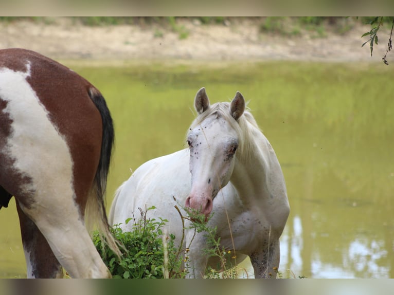 Appaloosa Semental 1 año 152 cm Atigrado/Moteado in Soulgé-sur-Ouette
