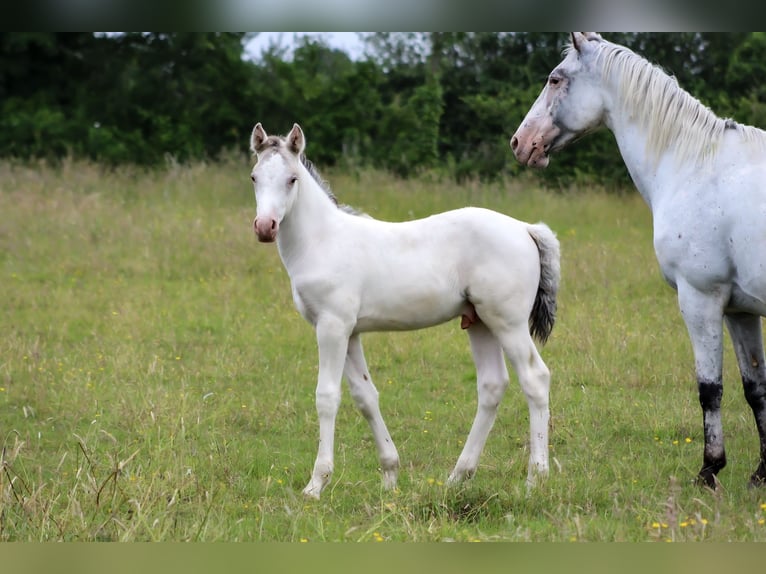 Appaloosa Semental 1 año 152 cm Atigrado/Moteado in Soulgé-sur-Ouette