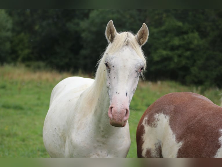 Appaloosa Semental 1 año 152 cm Atigrado/Moteado in Soulgé-sur-Ouette