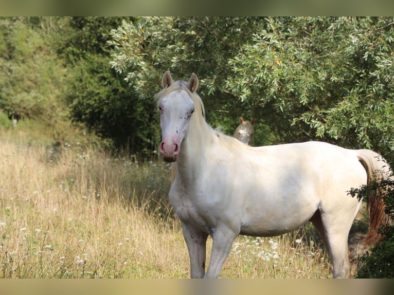 Appaloosa Semental 1 año 152 cm Atigrado/Moteado in Soulgé-sur-Ouette
