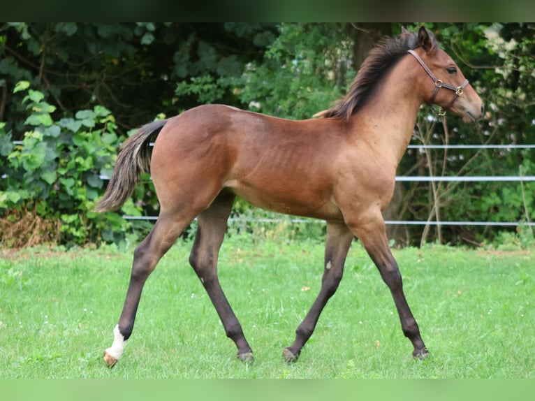 Appaloosa Semental 1 año 155 cm Buckskin/Bayo in Pappenheim