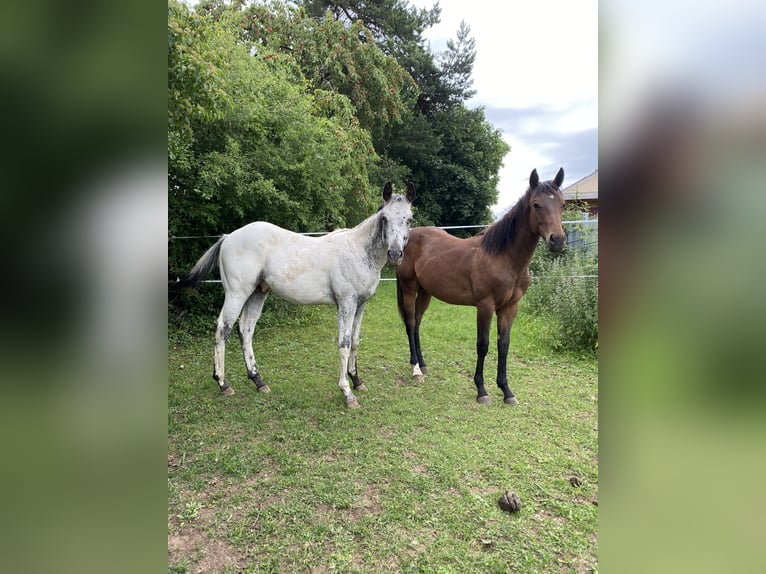 Appaloosa Semental 1 año 155 cm White/Blanco in Pappenheim