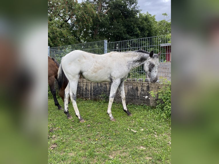Appaloosa Semental 1 año 155 cm White/Blanco in Pappenheim