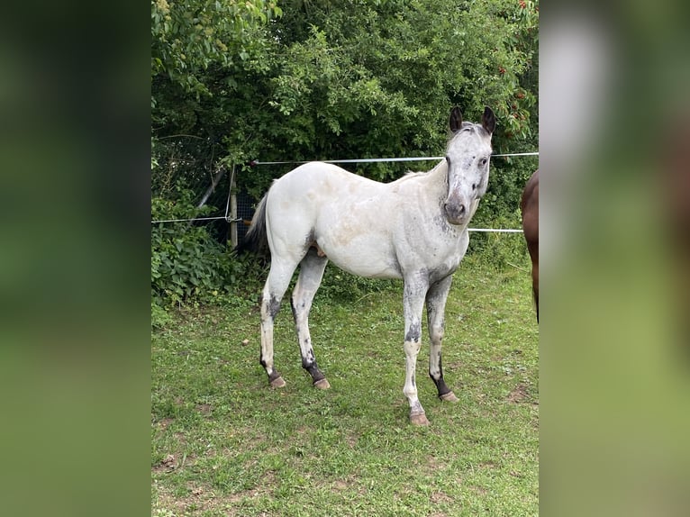 Appaloosa Semental 1 año 155 cm White/Blanco in Pappenheim