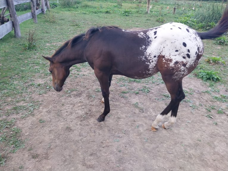 Appaloosa Semental 1 año 156 cm Red Dun/Cervuno in Oberharz am Brocken  OT Stiege