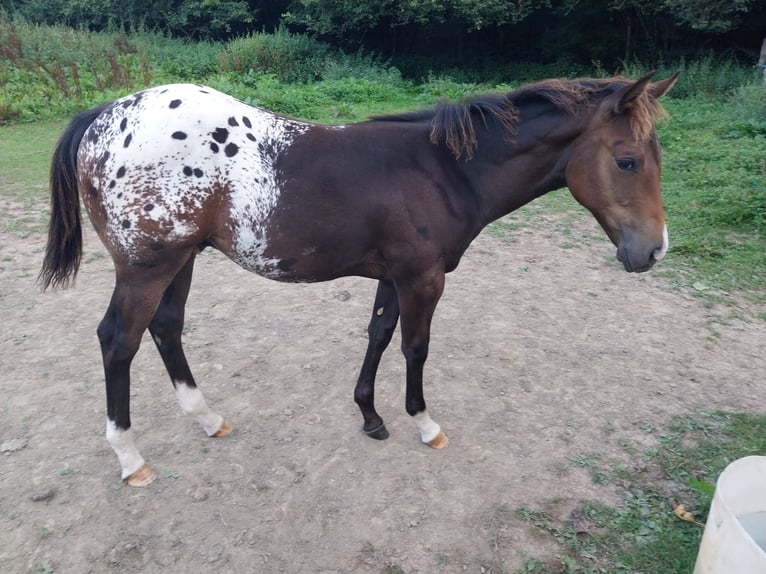 Appaloosa Semental 1 año 156 cm Red Dun/Cervuno in Oberharz am Brocken  OT Stiege