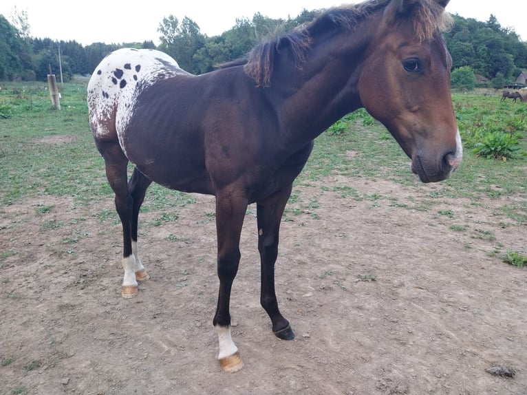 Appaloosa Semental 1 año 156 cm Red Dun/Cervuno in Oberharz am Brocken  OT Stiege