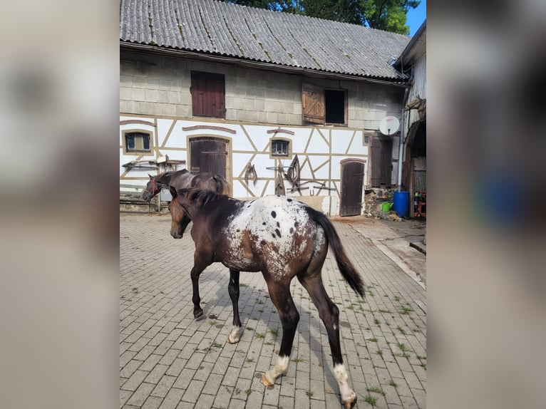 Appaloosa Semental 1 año 156 cm Red Dun/Cervuno in Oberharz am Brocken  OT Stiege