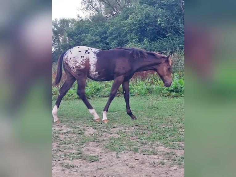 Appaloosa Semental 1 año 156 cm Red Dun/Cervuno in Oberharz am Brocken  OT Stiege