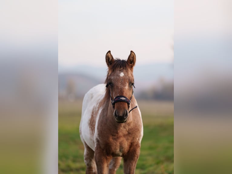 Appaloosa Semental 1 año 160 cm Atigrado/Moteado in Dorog