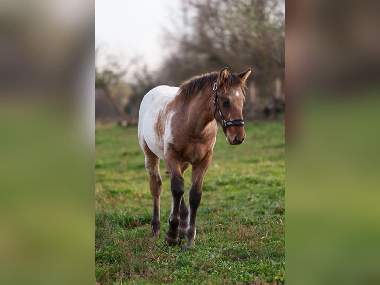 Appaloosa Semental 1 año 160 cm Atigrado/Moteado in Dorog