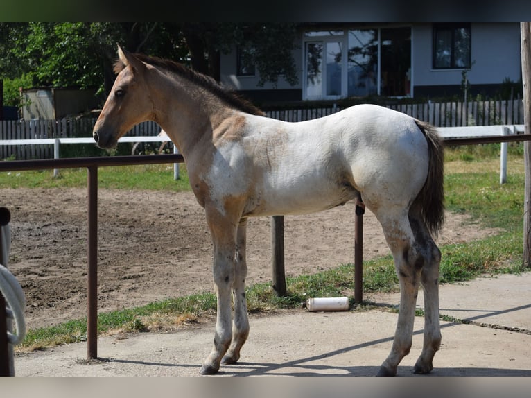 Appaloosa Semental 1 año 160 cm Atigrado/Moteado in Dorog