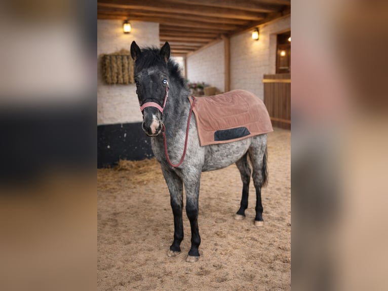 Appaloosa Semental 1 año 160 cm  in Neustadt an der Orla
