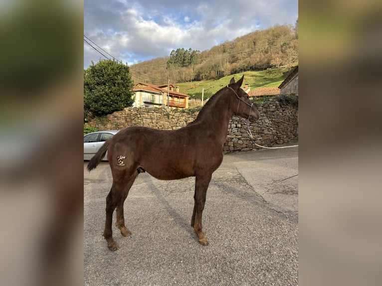 Appaloosa Mestizo Semental 1 año Alazán-tostado in Carrascal De San Miguel