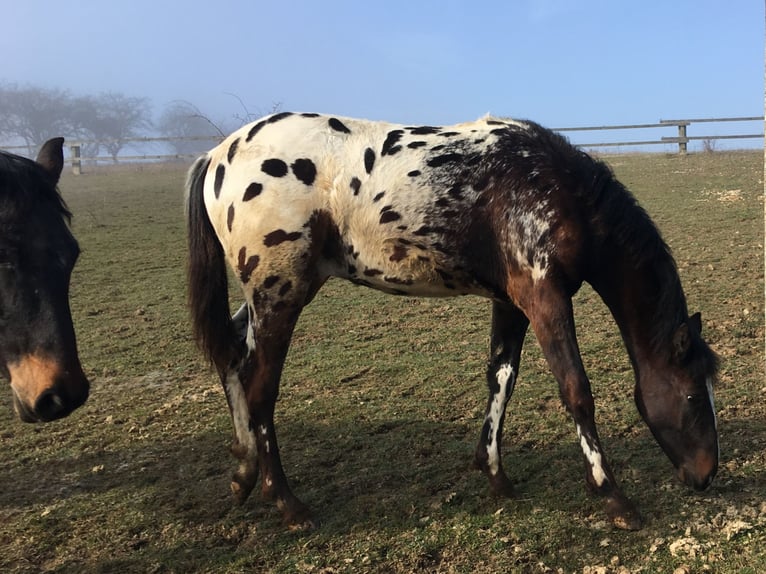 Appaloosa Semental 1 año  in Tišnov