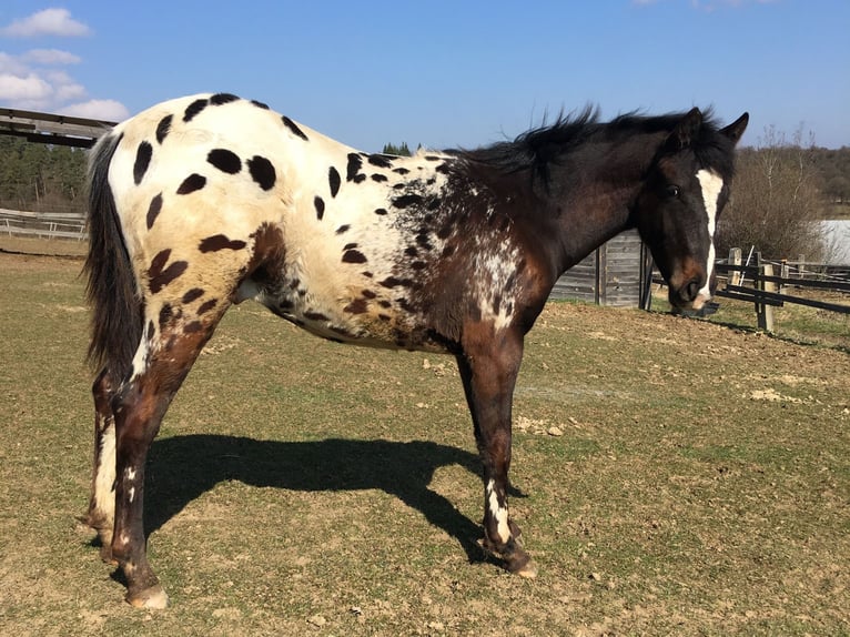 Appaloosa Semental 1 año  in Tišnov