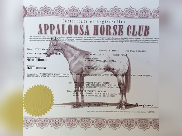 Appaloosa Semental 2 años 140 cm Atigrado/Moteado in Boccaleone