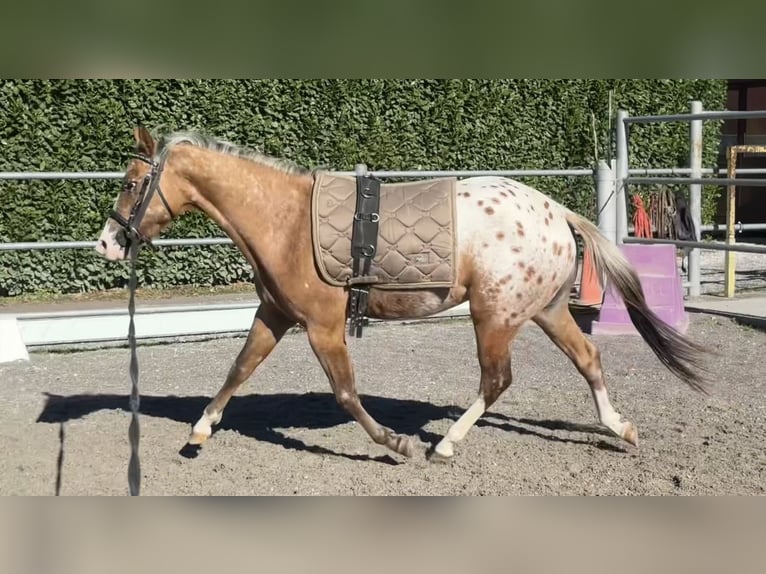 Appaloosa Semental 2 años 140 cm Atigrado/Moteado in Boccaleone