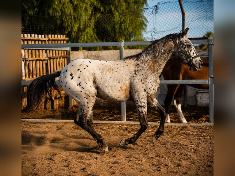 Appaloosa Mestizo Semental 2 años 150 cm Atigrado/Moteado in Riba-Roja De Turia