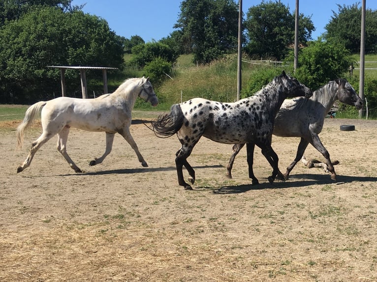 Appaloosa Semental 2 años 150 cm  in Brno