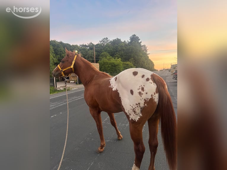 Appaloosa Semental 2 años 157 cm Alazán in Vilalba (Casco Urbano)