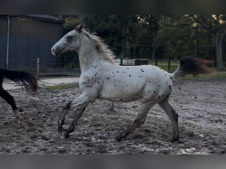 Appaloosa Semental 2 años 170 cm Atigrado/Moteado in Siddeburen