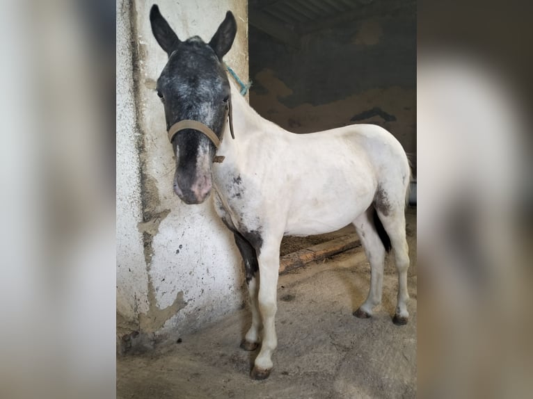 Appaloosa Semental 2 años 95 cm White/Blanco in Corredoria (Oviedo)