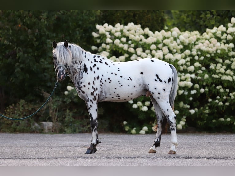 Appaloosa Semental 3 años 135 cm Atigrado/Moteado in Haaksbergen