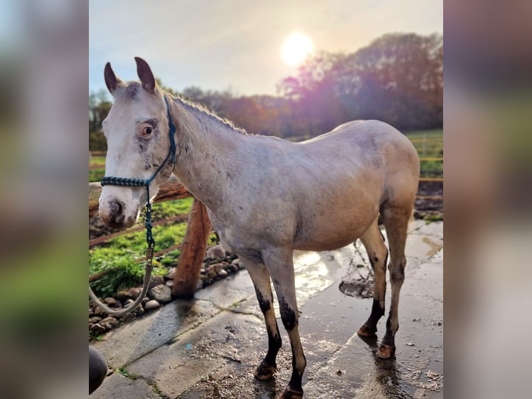Appaloosa Semental 3 años 151 cm White/Blanco in Dötlingen