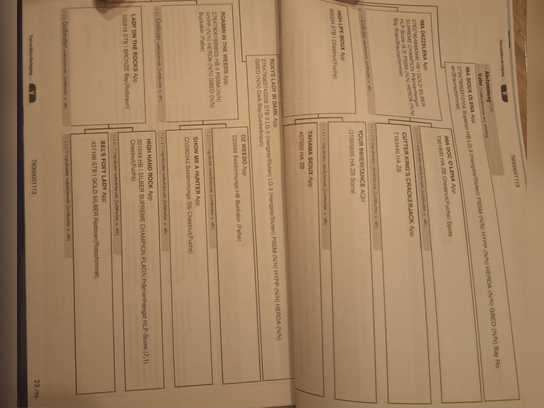 Appaloosa Semental 3 años 151 cm White/Blanco in Dötlingen