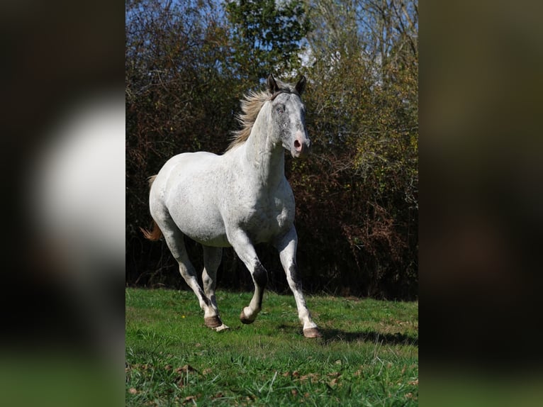 Appaloosa Semental 3 años 154 cm Atigrado/Moteado in goven