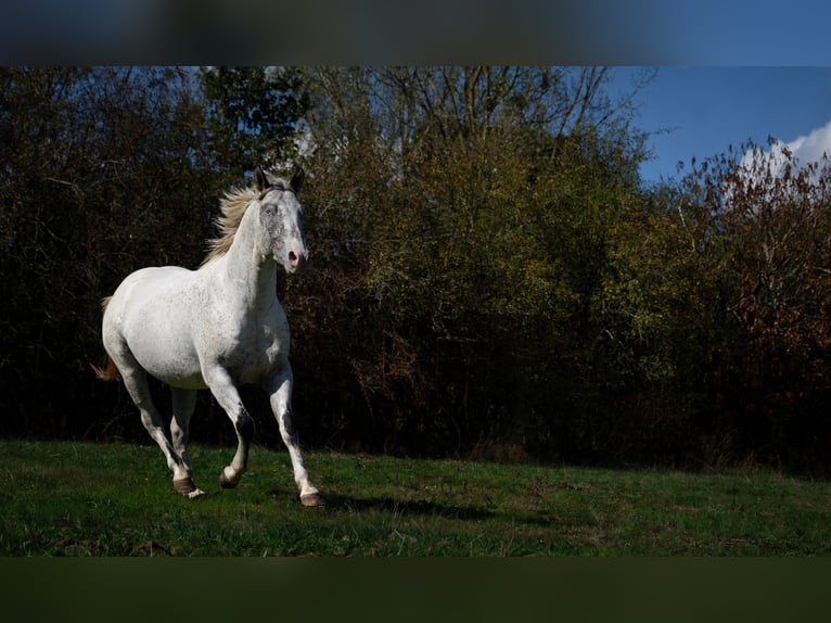 Appaloosa Semental 3 años 154 cm Atigrado/Moteado in goven