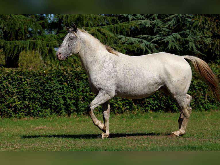 Appaloosa Semental 3 años 154 cm Atigrado/Moteado in goven