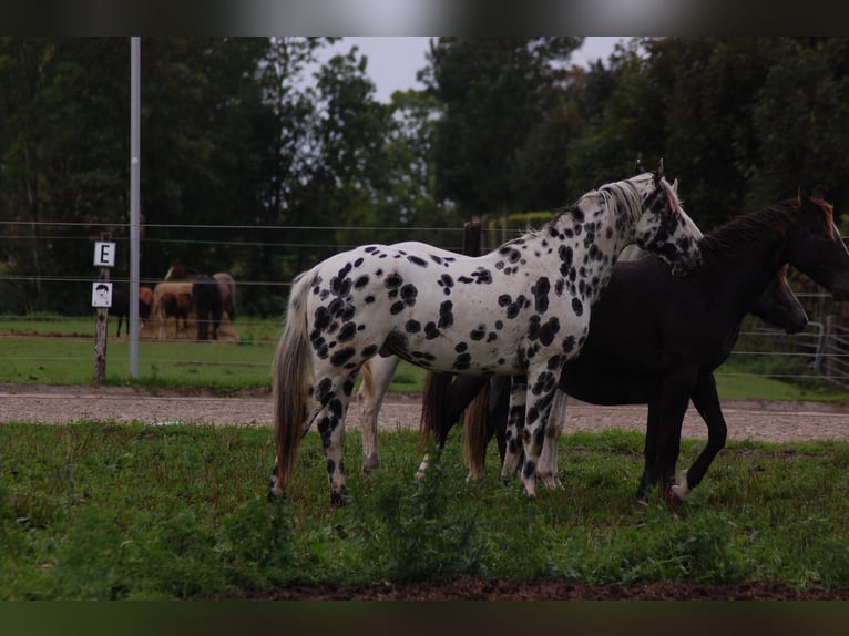 Appaloosa Semental 3 años 163 cm Atigrado/Moteado in Hitzum