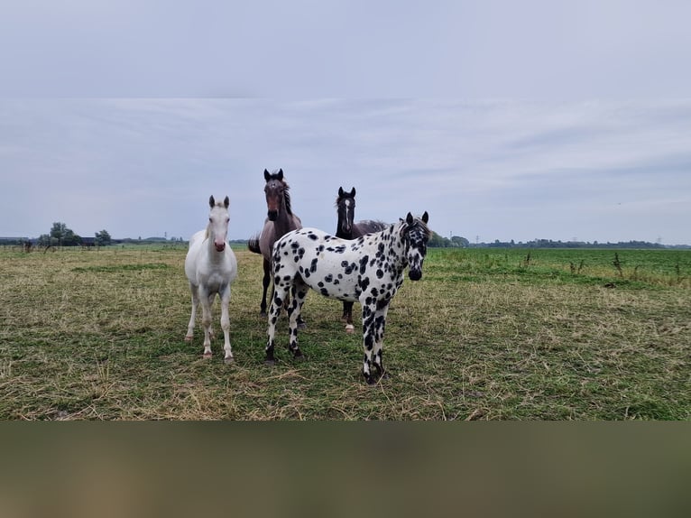 Appaloosa Semental 3 años 163 cm Atigrado/Moteado in Hitzum