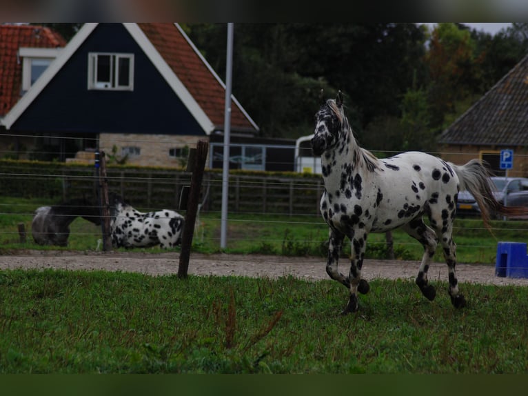 Appaloosa Semental 3 años 163 cm Atigrado/Moteado in Hitzum