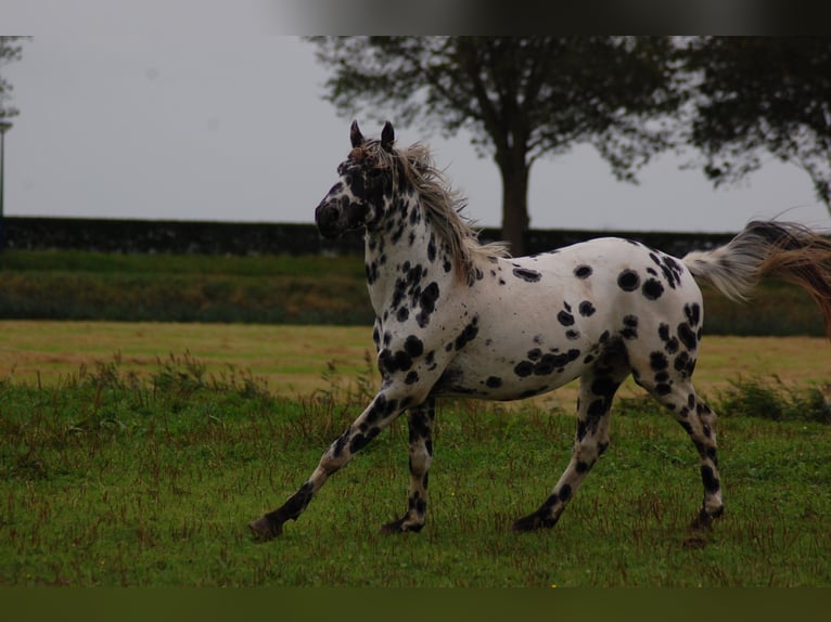 Appaloosa Semental 3 años 163 cm Atigrado/Moteado in Hitzum