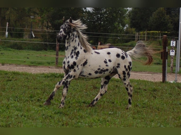 Appaloosa Semental 3 años 163 cm Atigrado/Moteado in Hitzum