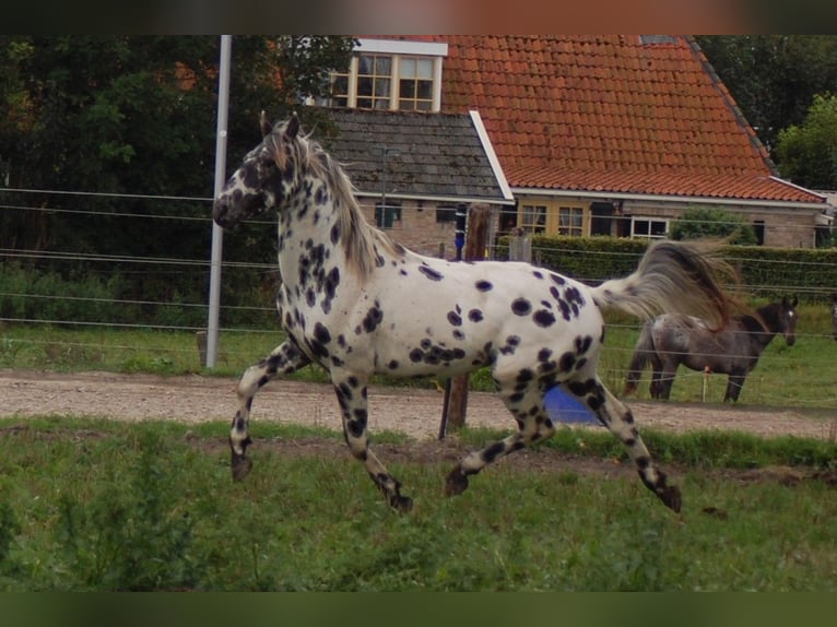 Appaloosa Semental 3 años 163 cm Atigrado/Moteado in Hitzum