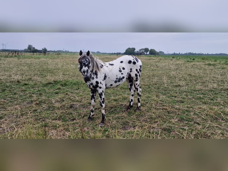 Appaloosa Semental 3 años 163 cm Atigrado/Moteado in Hitzum