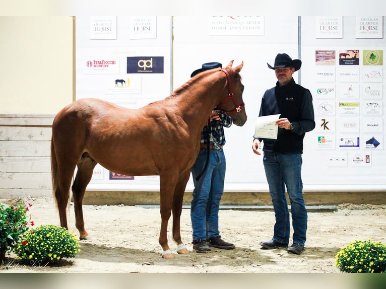 Appaloosa Semental 3 años Alazán rojizo in Komenda