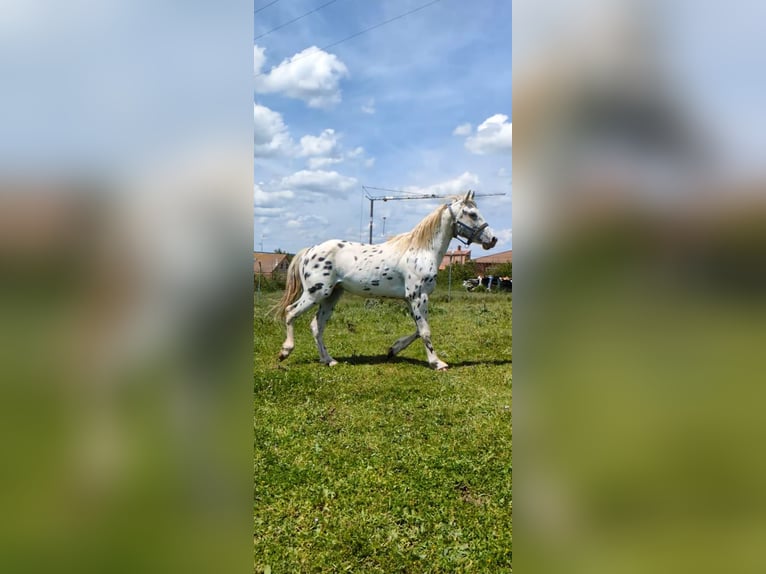 Appaloosa Semental 3 años in Burgos
