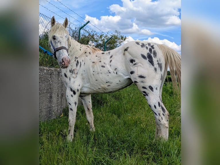 Appaloosa Semental 3 años in Burgos