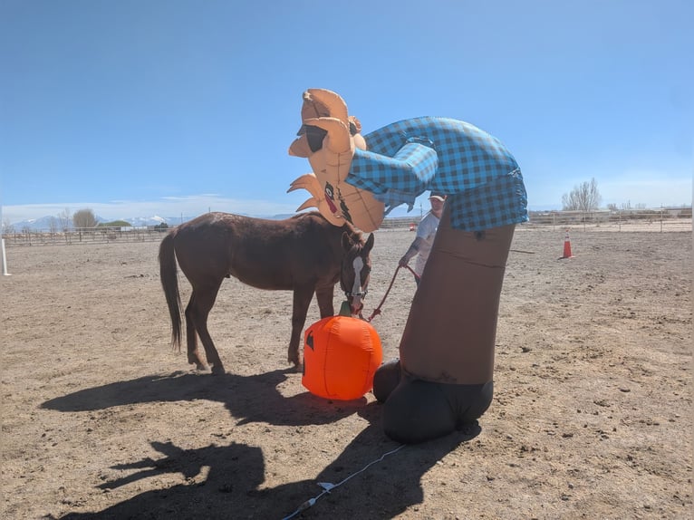 Appaloosa Semental 4 años 142 cm Alazán rojizo in Olathe