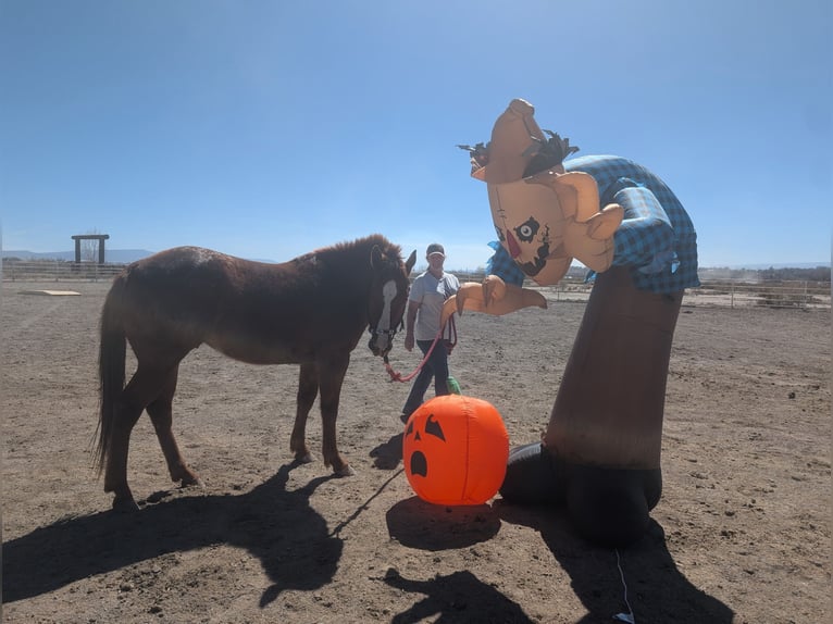 Appaloosa Semental 4 años 142 cm Alazán rojizo in Olathe