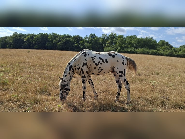 Appaloosa Semental 4 años 148 cm Atigrado/Moteado in cersot