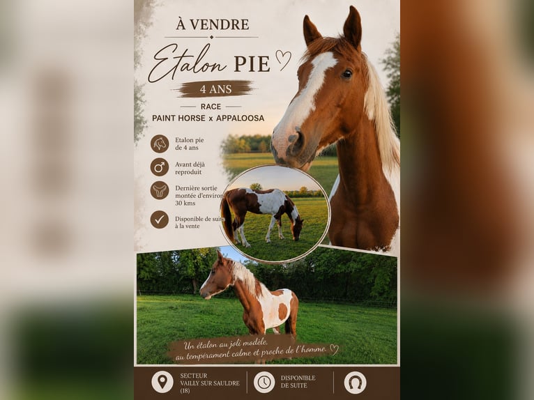 Appaloosa Mestizo Semental 4 años 150 cm  in Vailly-sur-Sauldre