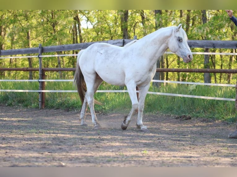 Appaloosa Semental 4 años 150 cm  in Laa an der Thaya