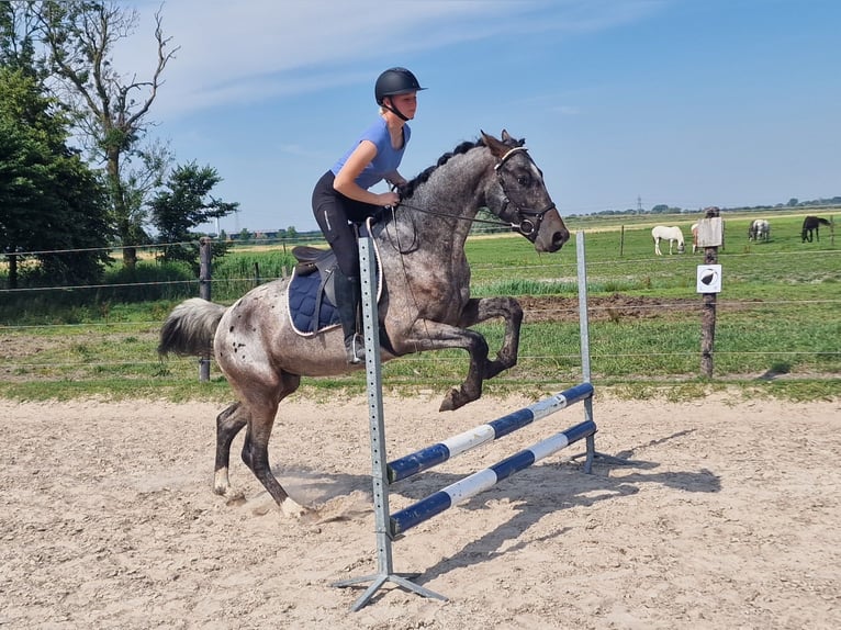 Appaloosa Semental 4 años 163 cm Atigrado/Moteado in Hitzum