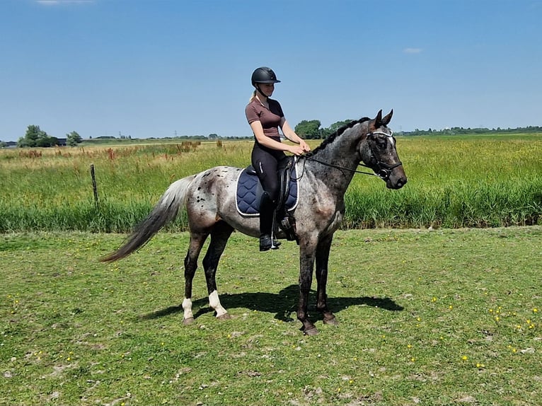 Appaloosa Semental 4 años 163 cm Atigrado/Moteado in Hitzum